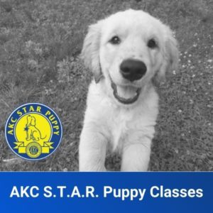 AKC S.T.A.R. Puppy Package