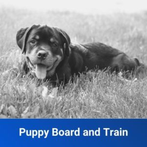 Puppy Board & Train