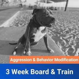 3 Week Board and Train for Aggression