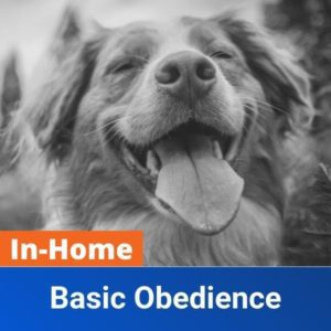 Basic Obedience (In-Home)