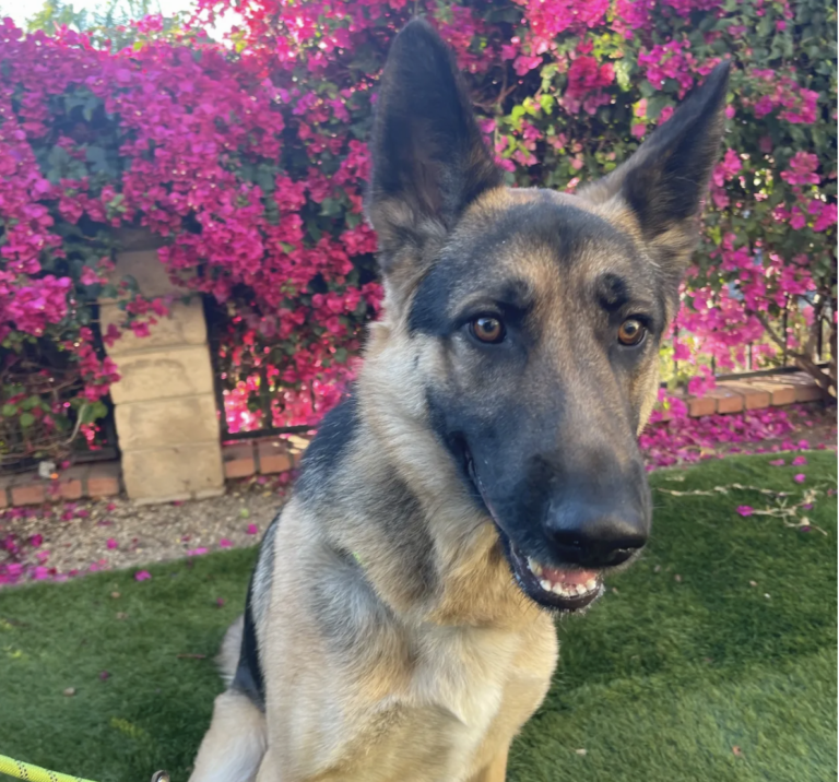 WHISKEY | GERMAN SHEPHERD | BAKERSFIELD, CA