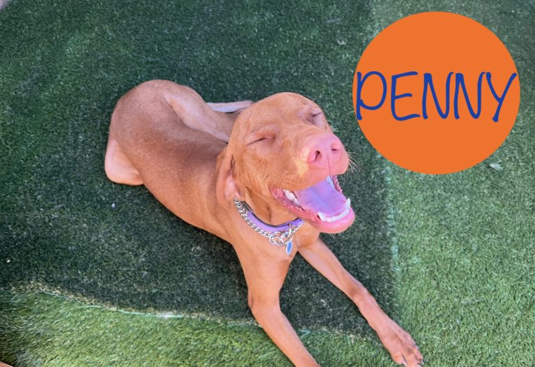 Penny | Vizsla | Bakersfield, California