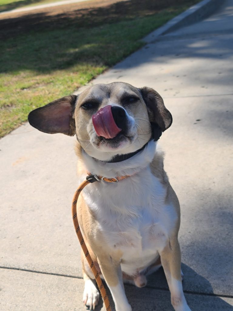 Toby |  Mix Beagle | Bakersfield, CA