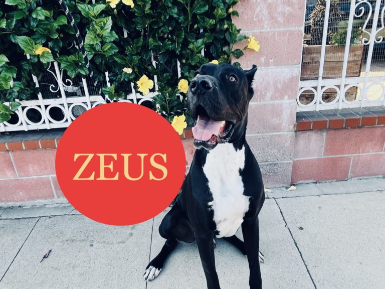 Zeus | Great Dane | Bakersfield, California