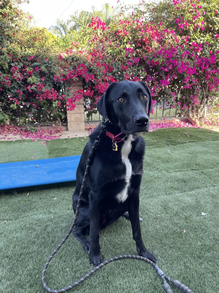 Hubble | Labrador | Bakersfield, CA