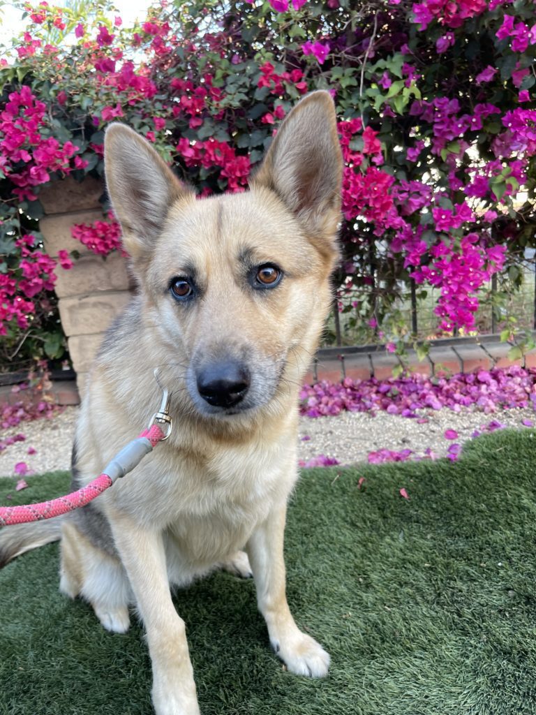 Goose | Shepherd Mix | Bakersfield, CA