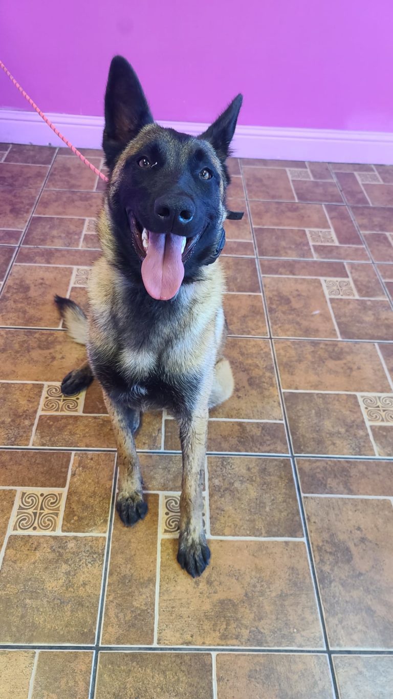 Luna | Belgian Malinois | Bakersfield, Ca