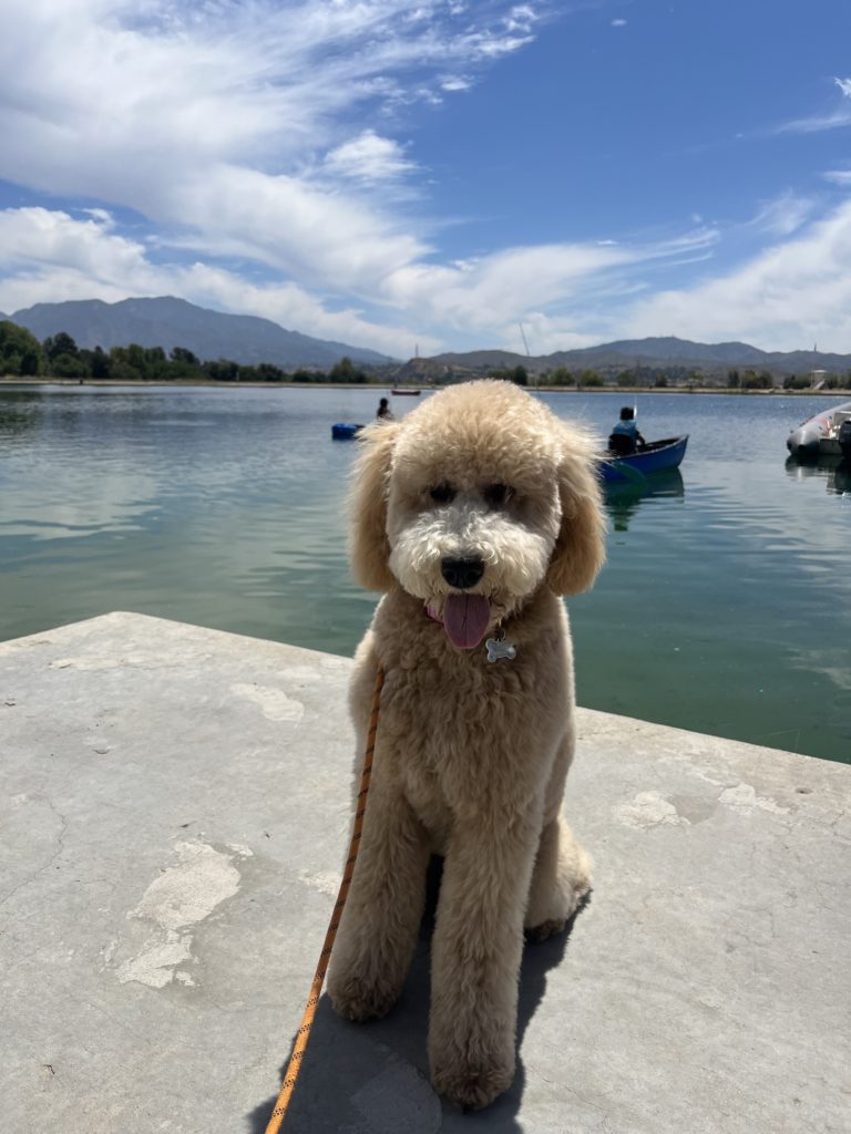 Cali | Labradoodle | Santa Clarita, California