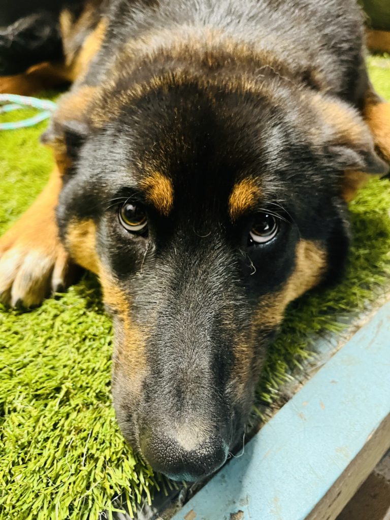 The Duke | German Shepherd Mix | Bakersfield, California