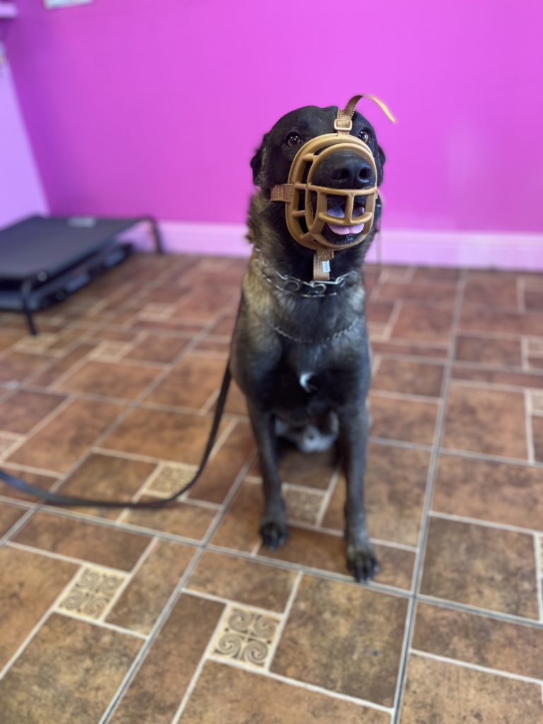 Luke | Belgian Malinois | Bakersfield, Ca