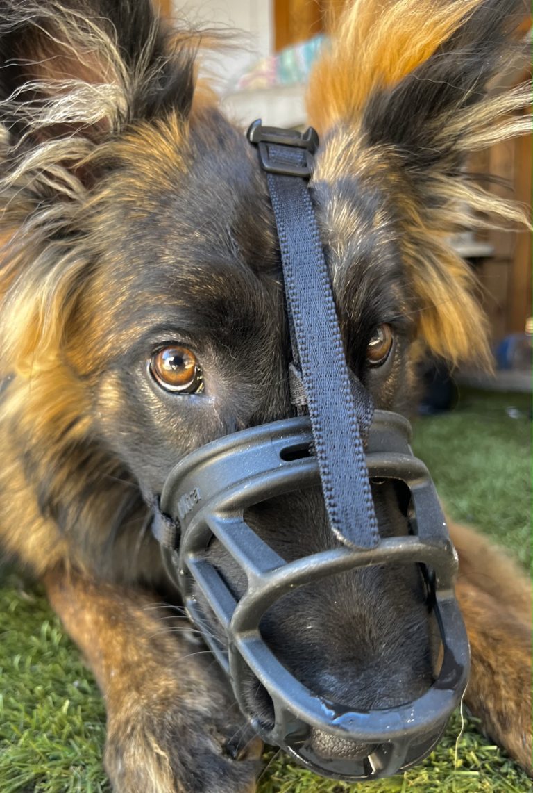 Chase | Belgian Shepherd | Bakersfield, California