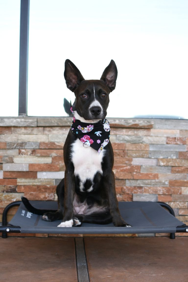 Blossom | Lab Mix | Bakersfield CA