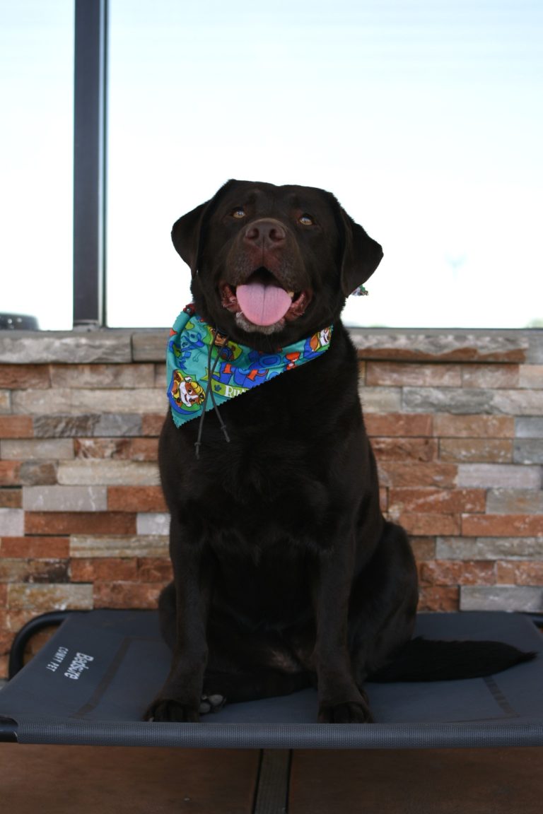 Nikita | Labrador | Redondo Beach