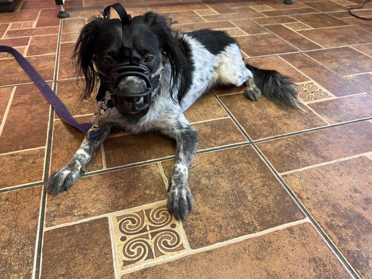 Chocolate | Mixed Breed | Santa Monica