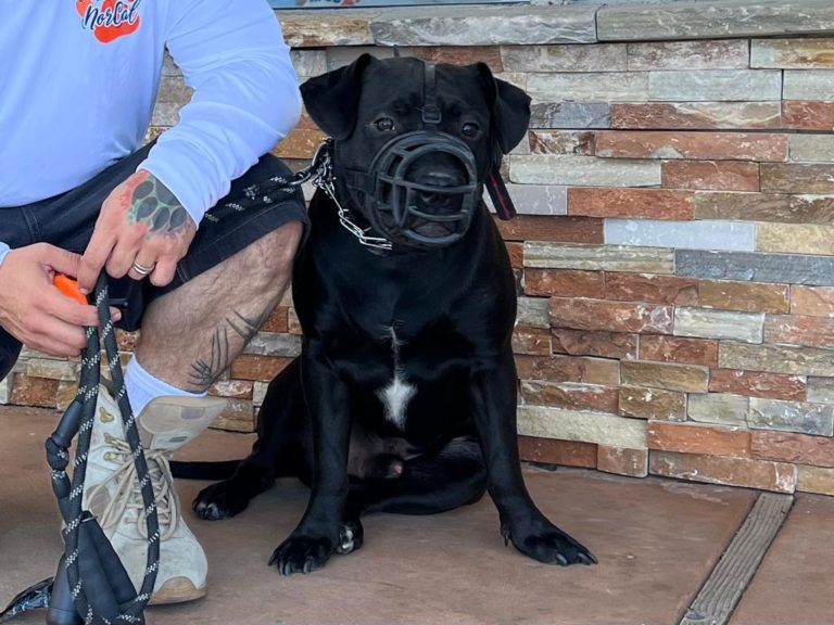 Killian | Pit Bull | Los Angeles