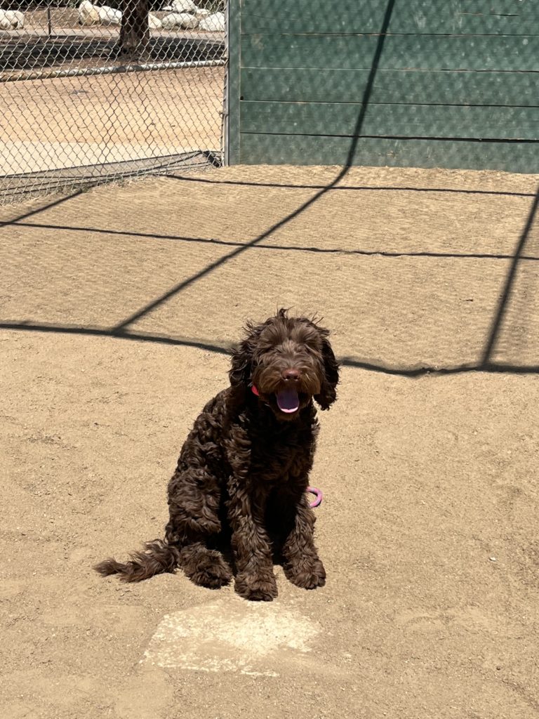 Oakley | Labradoodle | Bakersfield, California