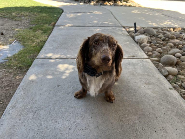 Milo | Dachshund | Bakersfield