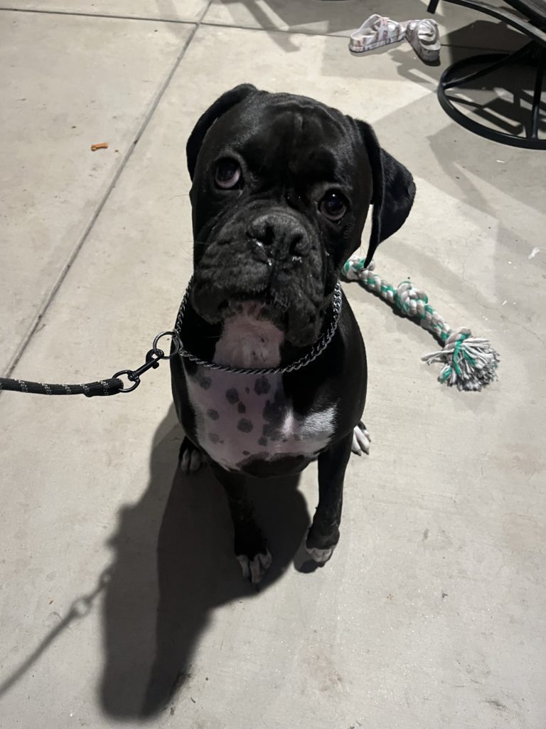 Murphy | Boxer | Northridge, California