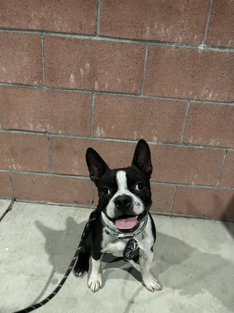 Angus |  Boston Terrier | Northridge, California