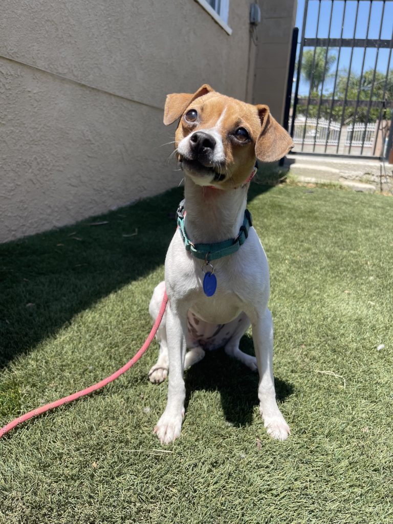 Poppy | Terrier Mix | Bakersfield, CA