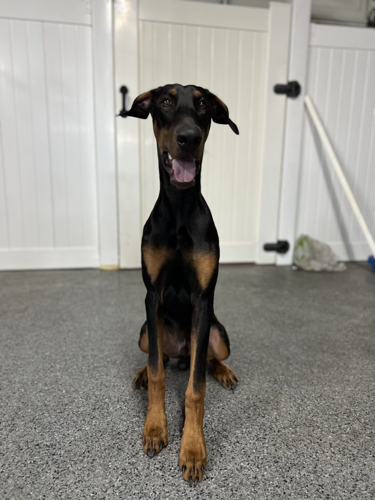 Rules | Doberman | Pasadena, ca