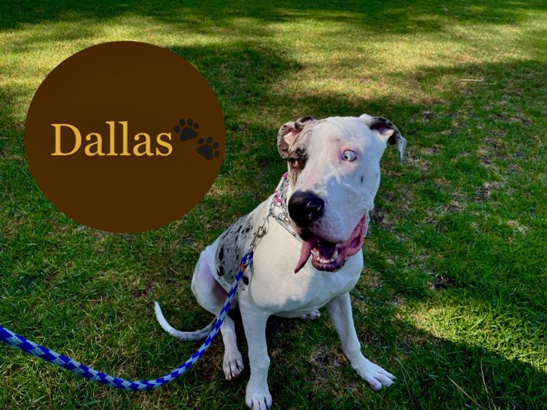 Dallas | Great Dane | Northridge, California