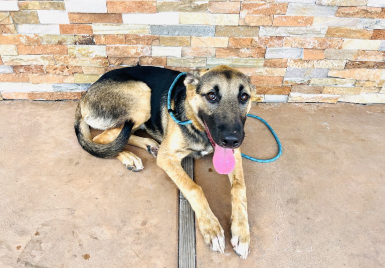 Mila | German Shepherd Mix | Bakersfield, California