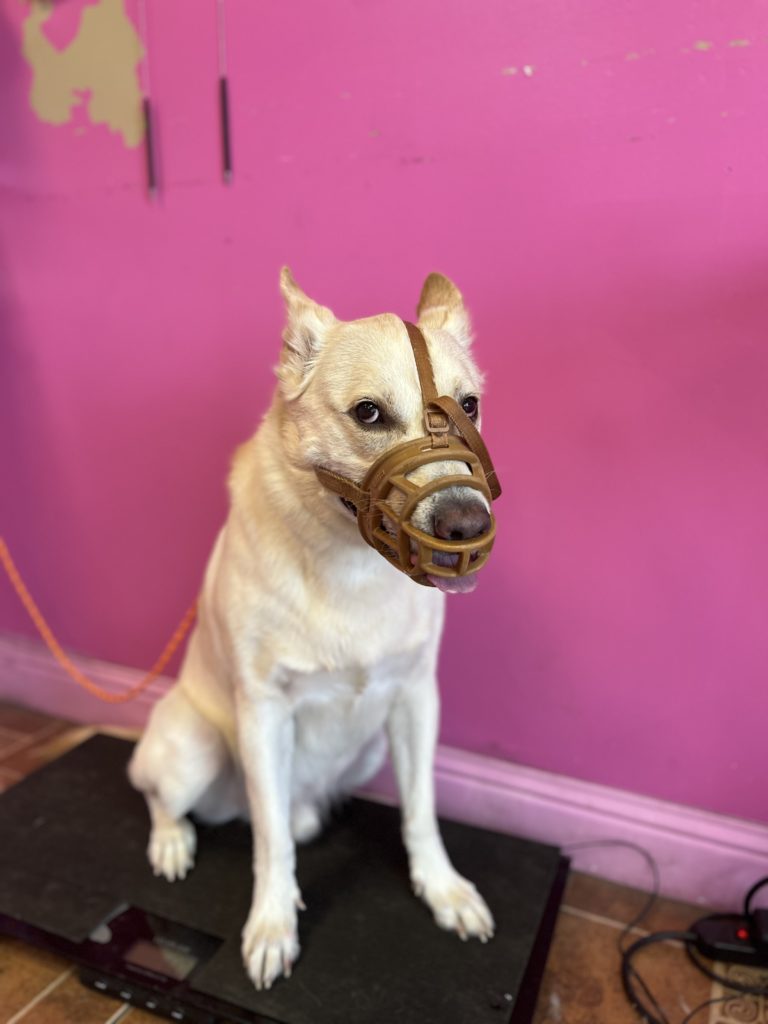 Bash | Husky/ Labrador Mix | Bakersfield, CA