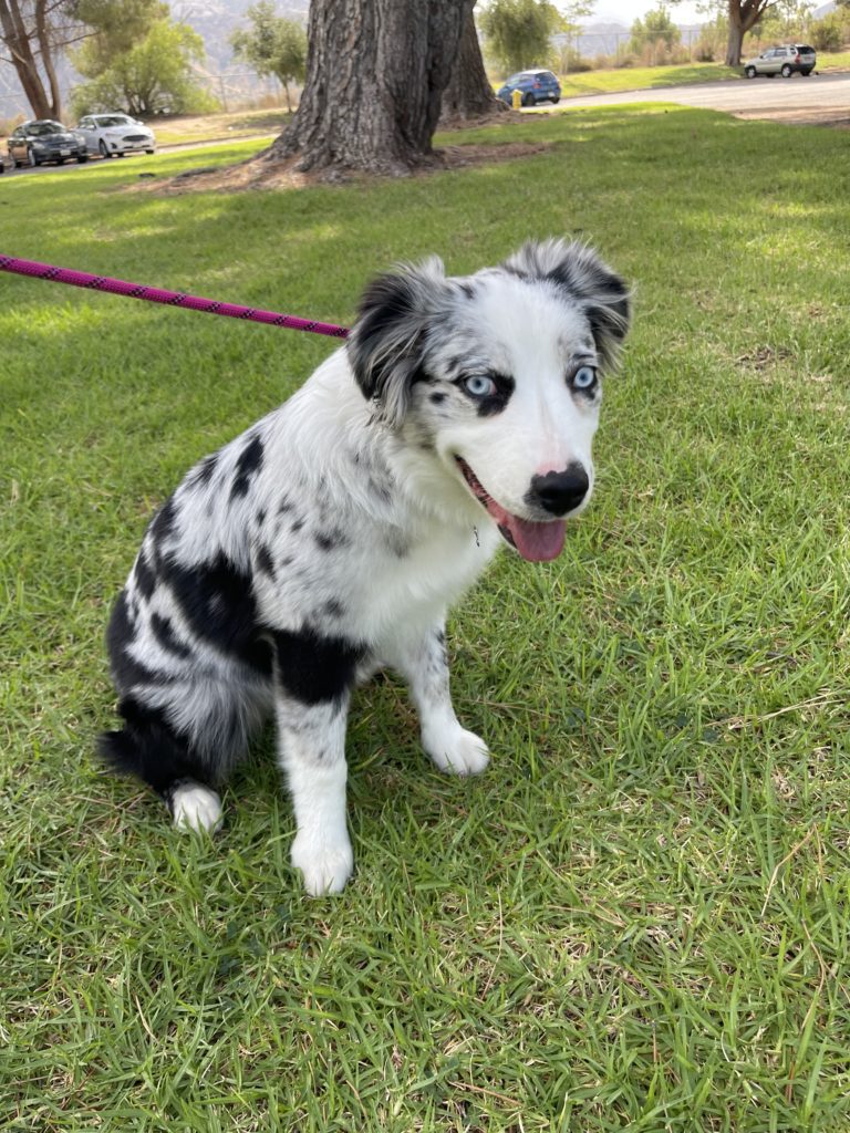 Stella | Australian Shepherd | San Clemente, Ca