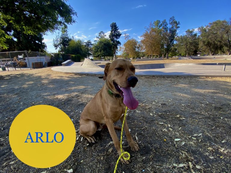 Arlo | Mixed Breed | Castaic, CA
