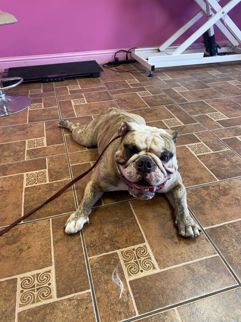 Thanos | Bulldog | Bakersfield, CA