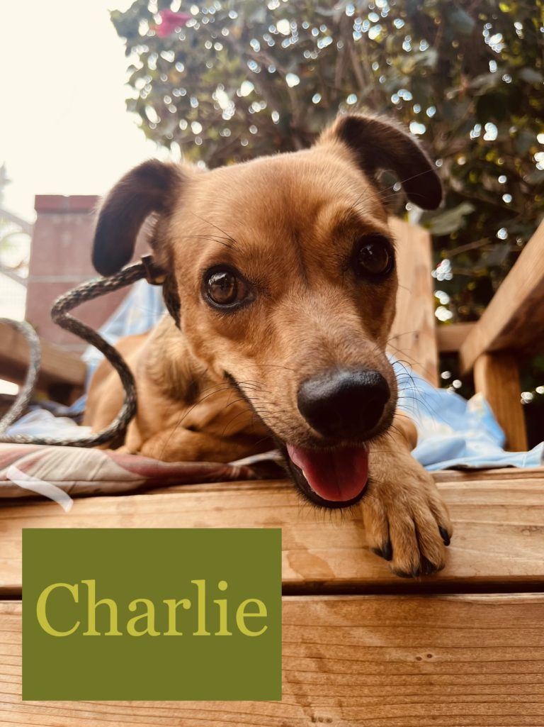 Charlie | Mixed Breed | Bakersfield, California