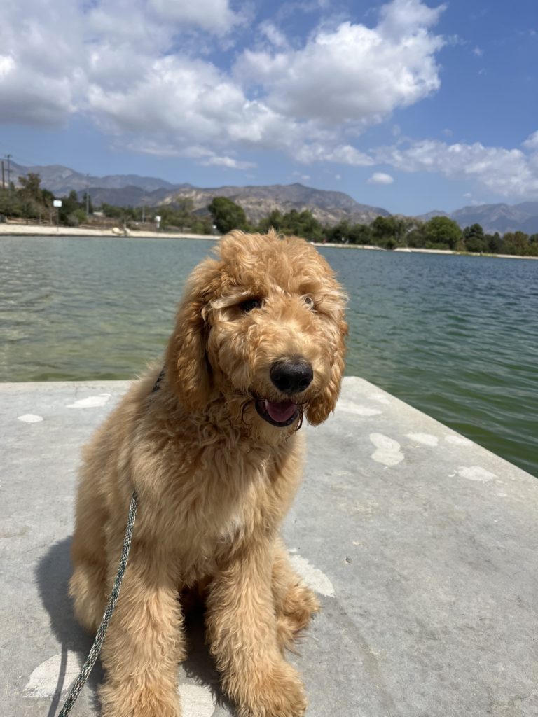 Oliver | Golden Doodle | Hollywood, California