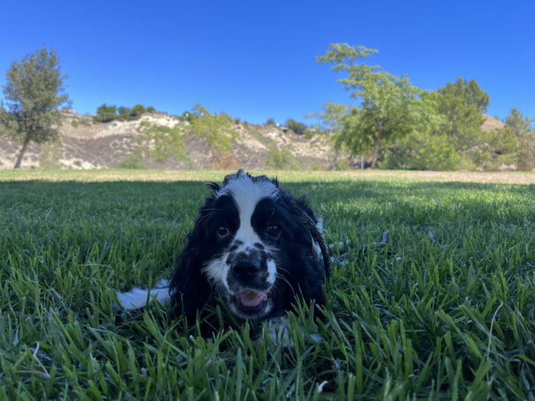 Zoe | Cocker Spaniel | Bakersfield, California