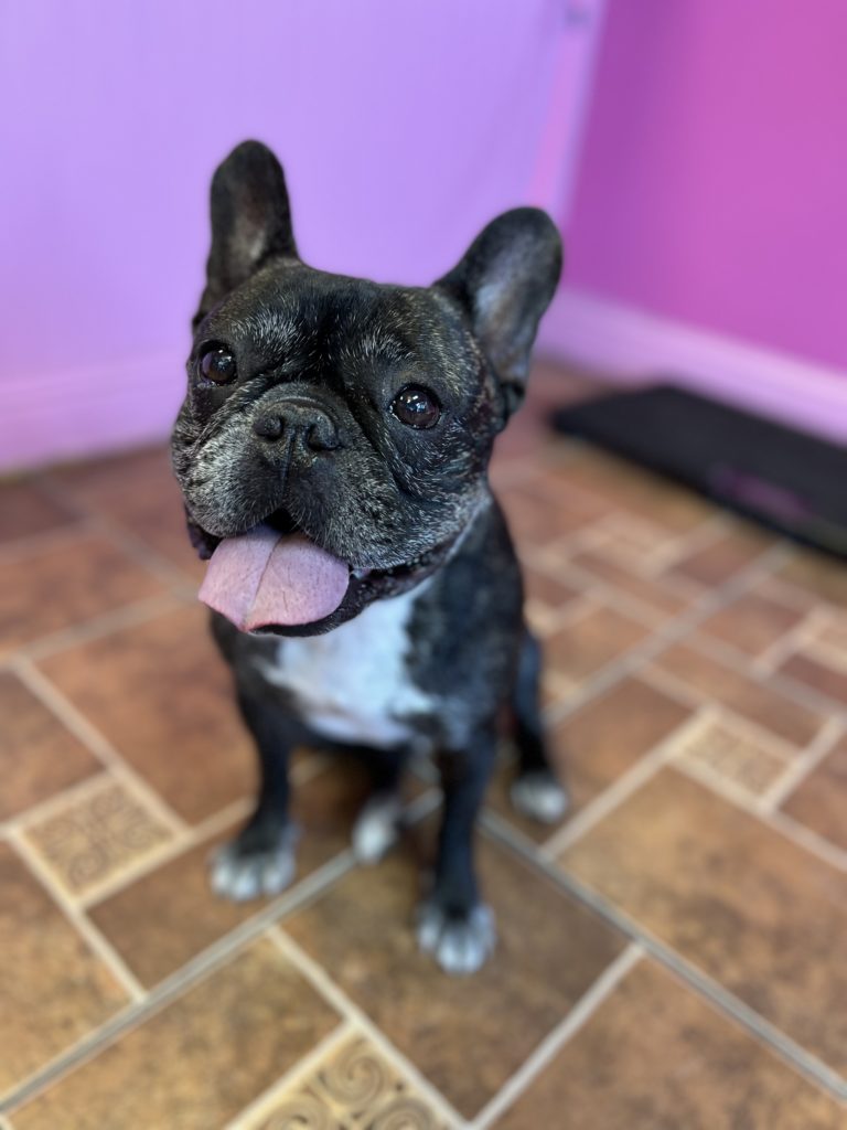 Milo | French Bulldog | Malibu, CA
