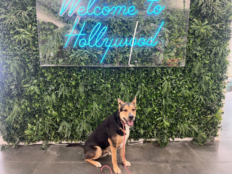 Zuko | German Shepherd | Bakersfield, CA