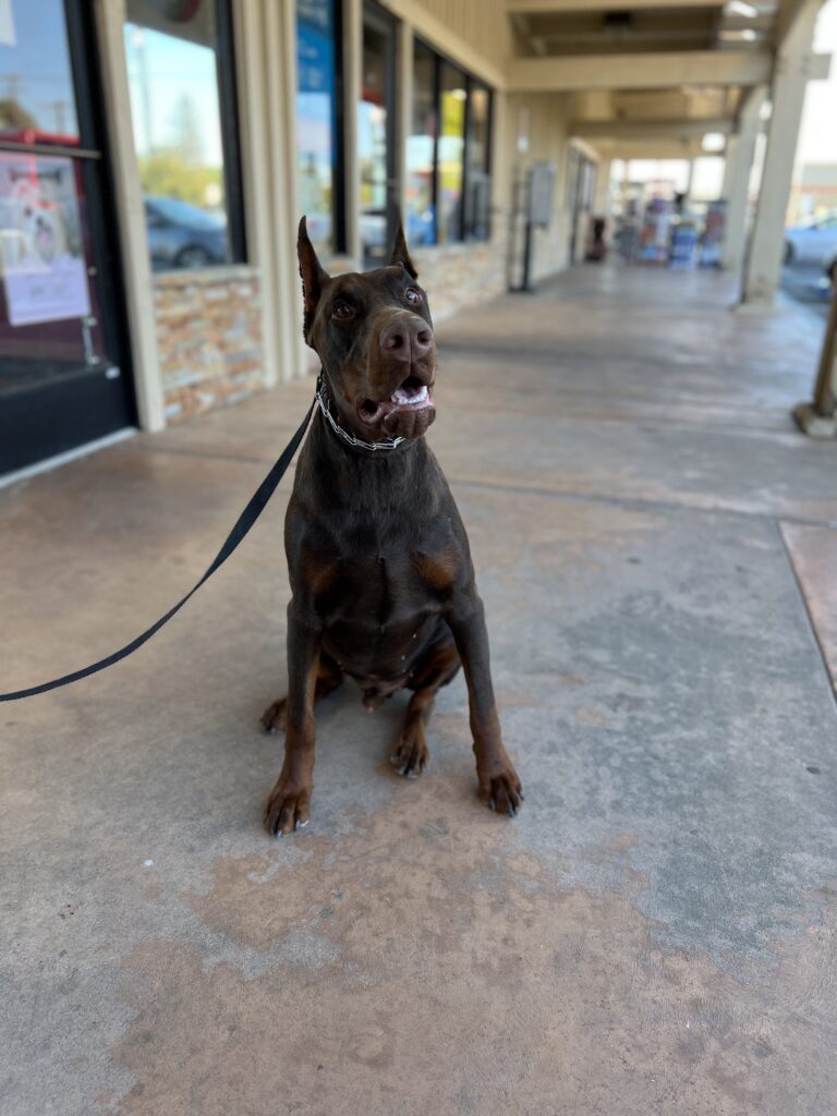 Anubis | Doberman pincher | Exeter, Ca