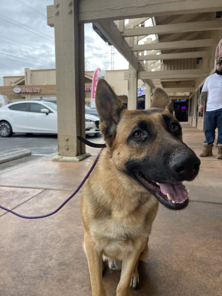 Knox | German Shepherd | Bakersfield, CA
