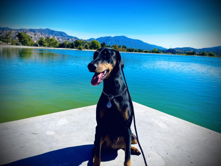Jemma | Doberman Pinscher | Bakersfield, California