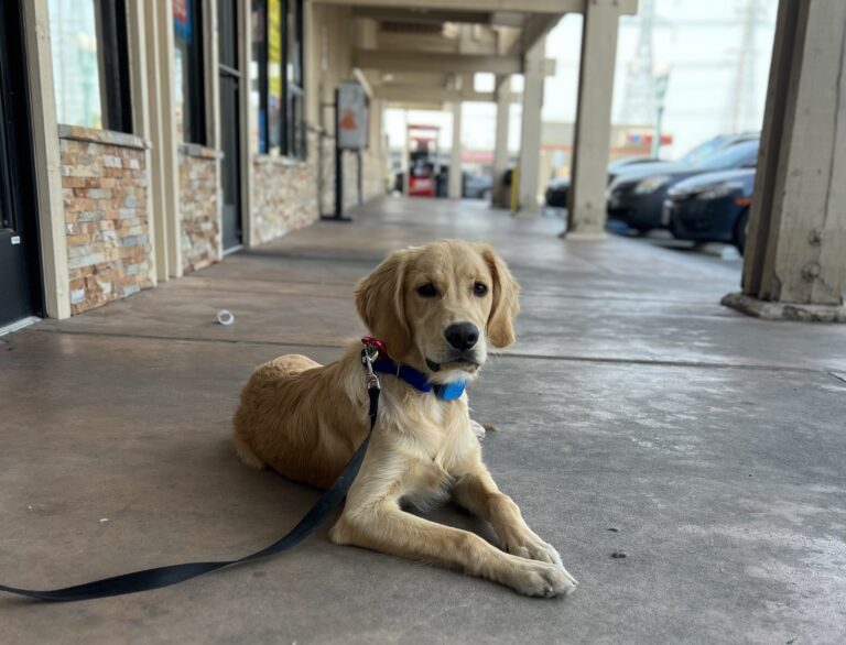 Archie | Golden Retriever | Santa Maria