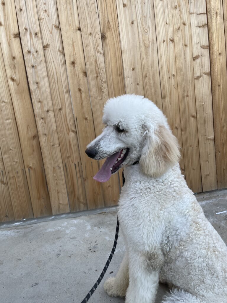 Coltrane | Goldendoodle | Los Angeles, CA