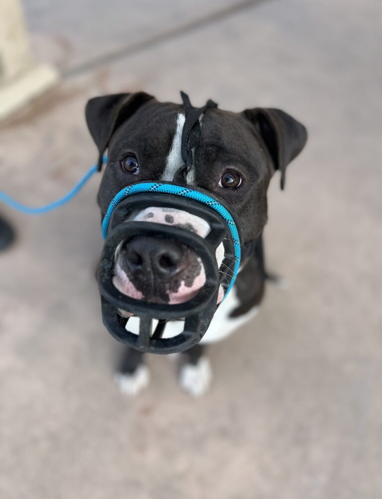 George | Pitbull | Bakersfield, CA