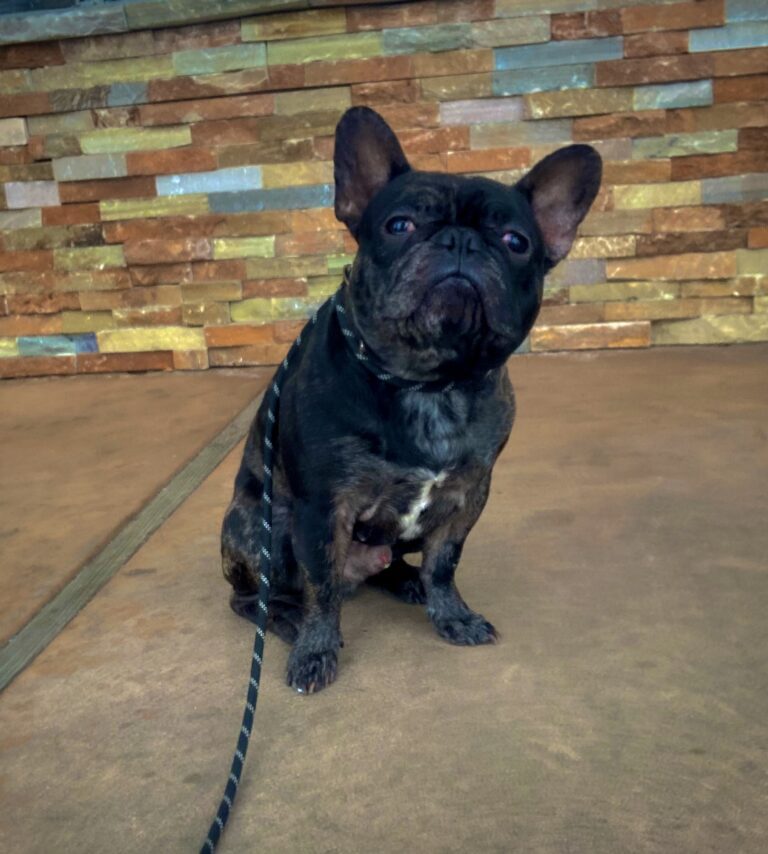 Rocky | French Bulldog | Bakersfield, Ca