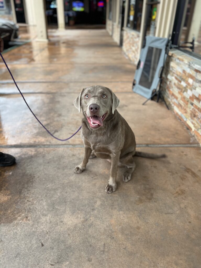 Dolly | Labrador Retriever | Bakersfield, Ca