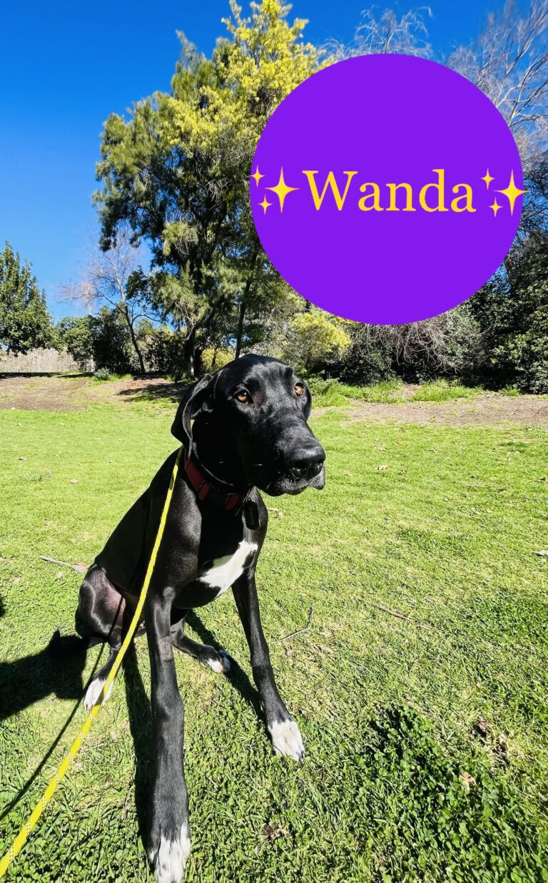 Wanda | Great Dane | Hawthorne, California
