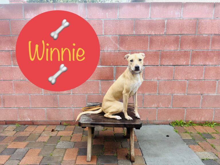 Winnie | Mixed Breed | Tehachapi, California