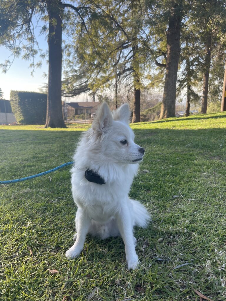 Aspen | Pomeranian | Los Angeles, CA
