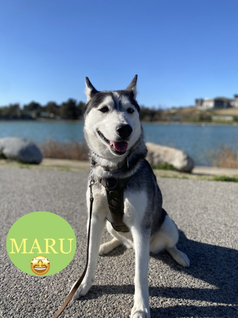 Maru | Siberian Husky | Los Angeles, California