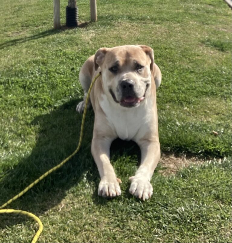 Calvin | Pitbull Mix | Bakersfield, CA