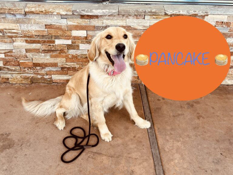 Pancake | Golden Retriever | Bakersfield, California